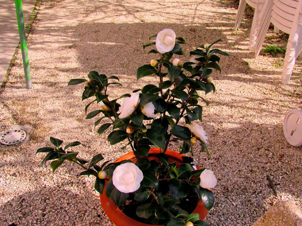 Villa Maria Bed & Breakfast, Corridonia, Marche Екстериор снимка