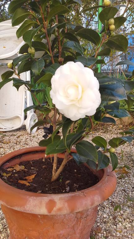 Villa Maria Bed & Breakfast, Corridonia, Marche Екстериор снимка